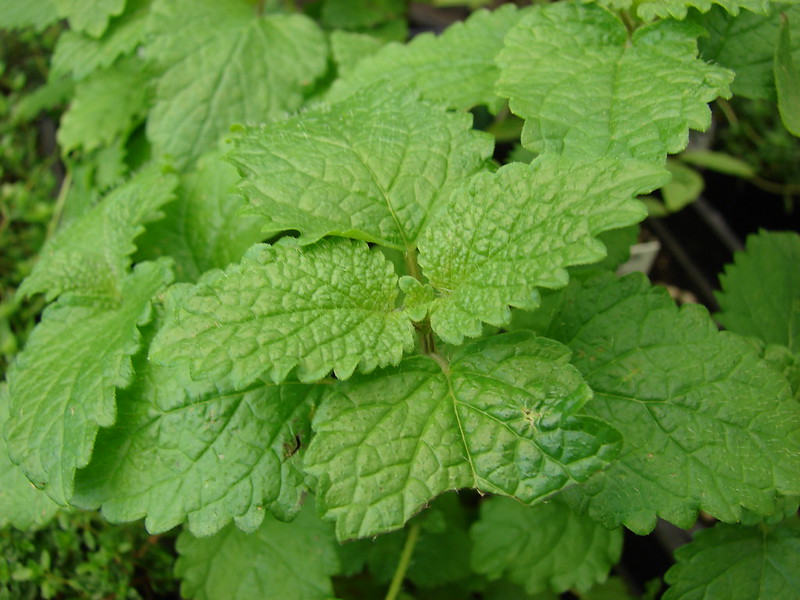 12 Edible Plants that also Repel Ticks_Image03
