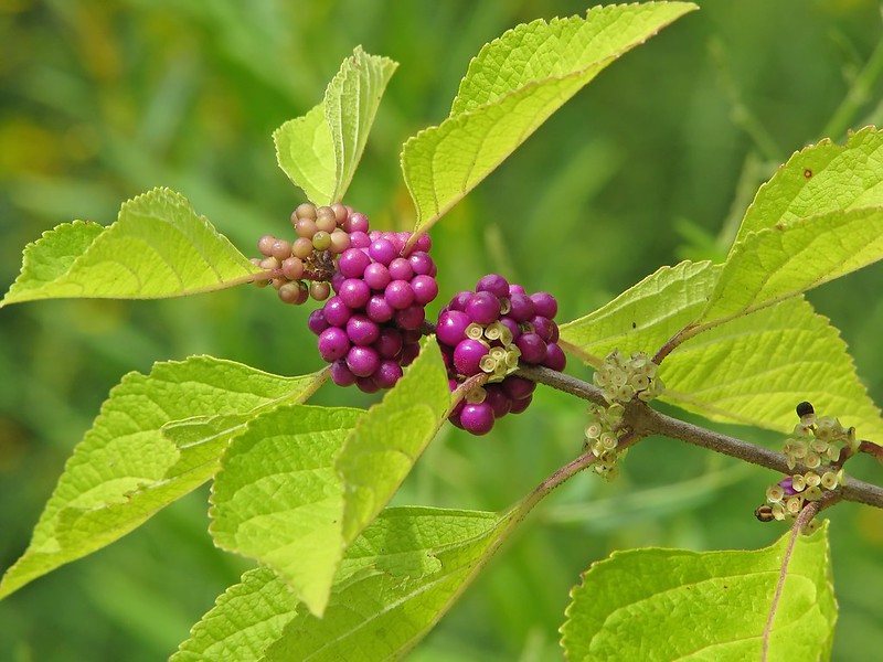 12 Edible Plants that also Repel Ticks_Image09