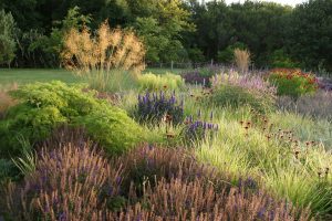 Why are native plants best for landscapes? Image 05