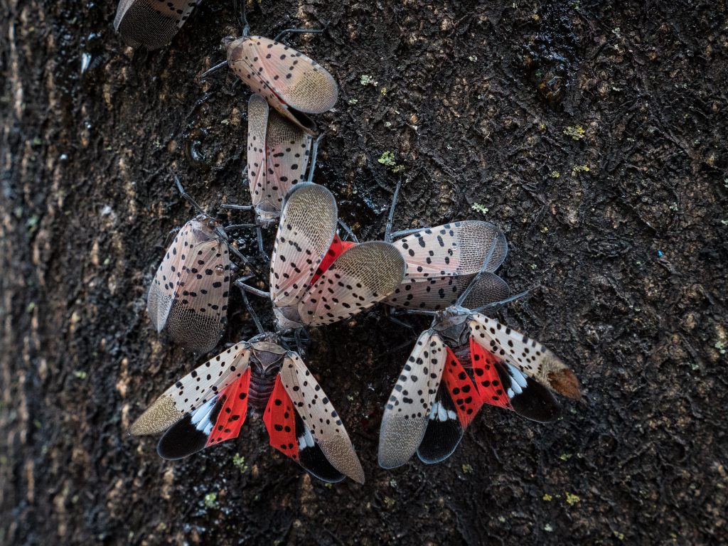 Grouping of Spotted Lanternfly on tree trunk
