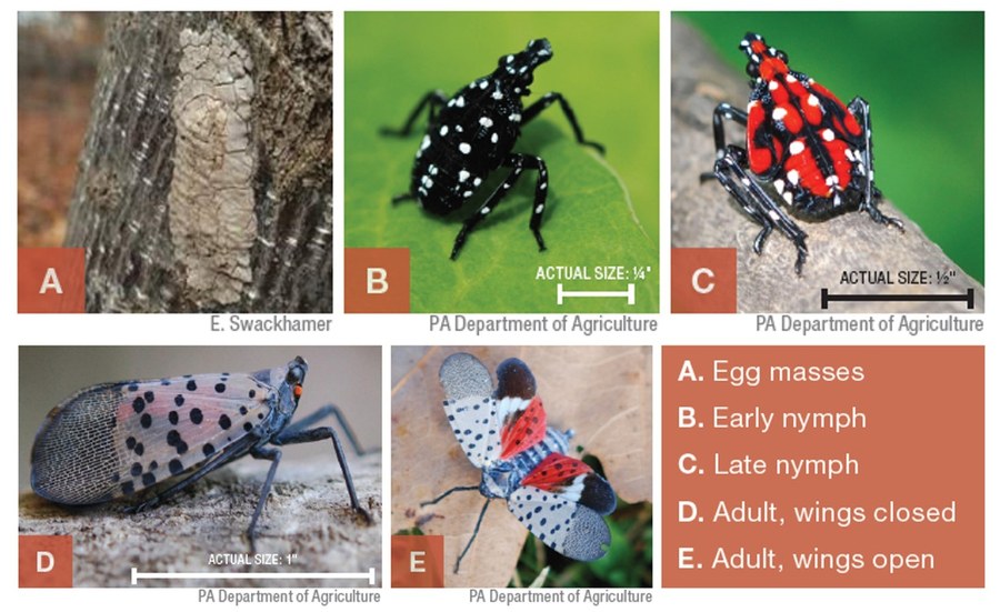Variety of images identifying the appearance of Spotted Lanternfly
