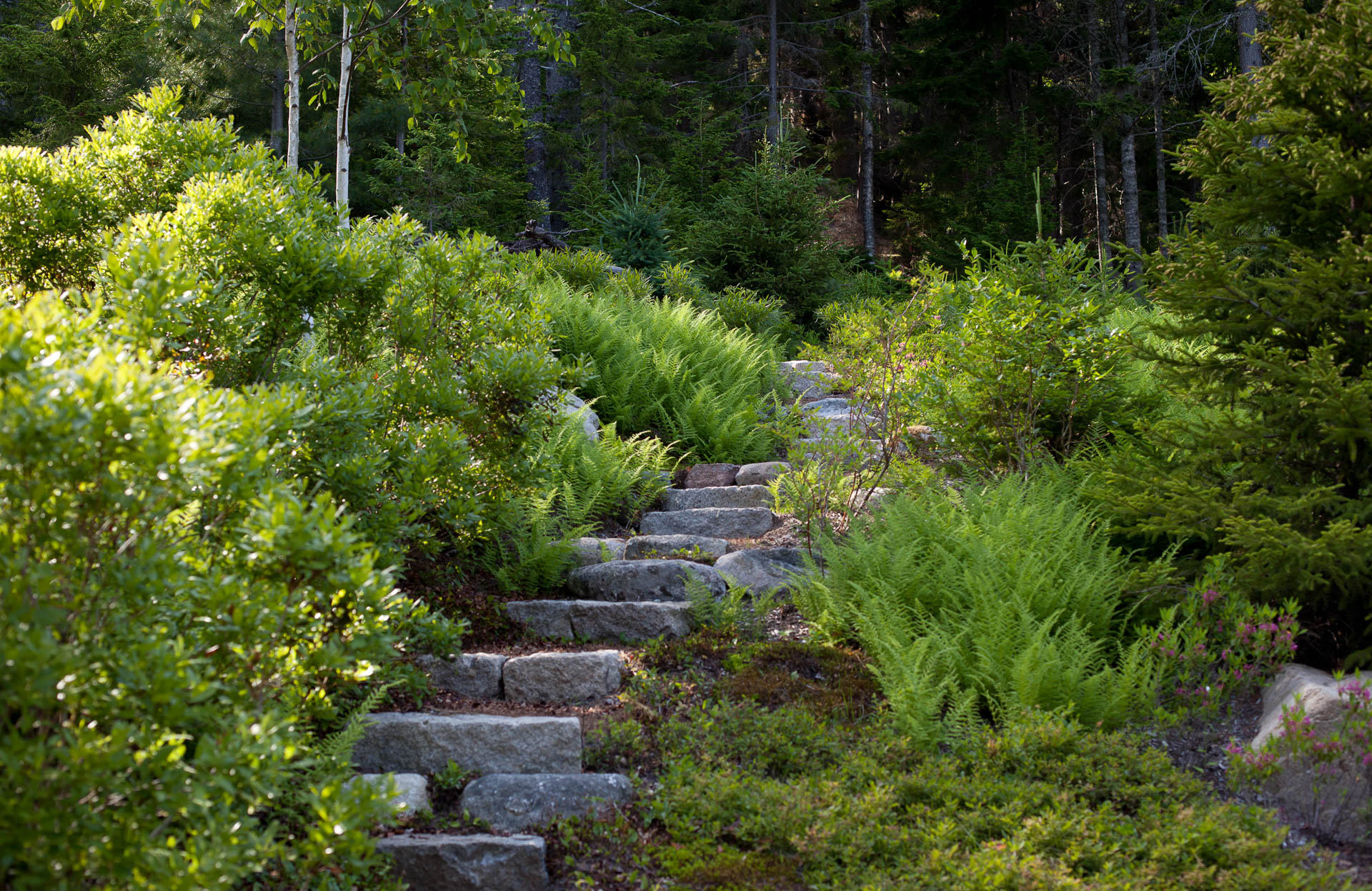 Image of natural stone granite stairs leading to woodlands surrounded by lush garden of ferns.