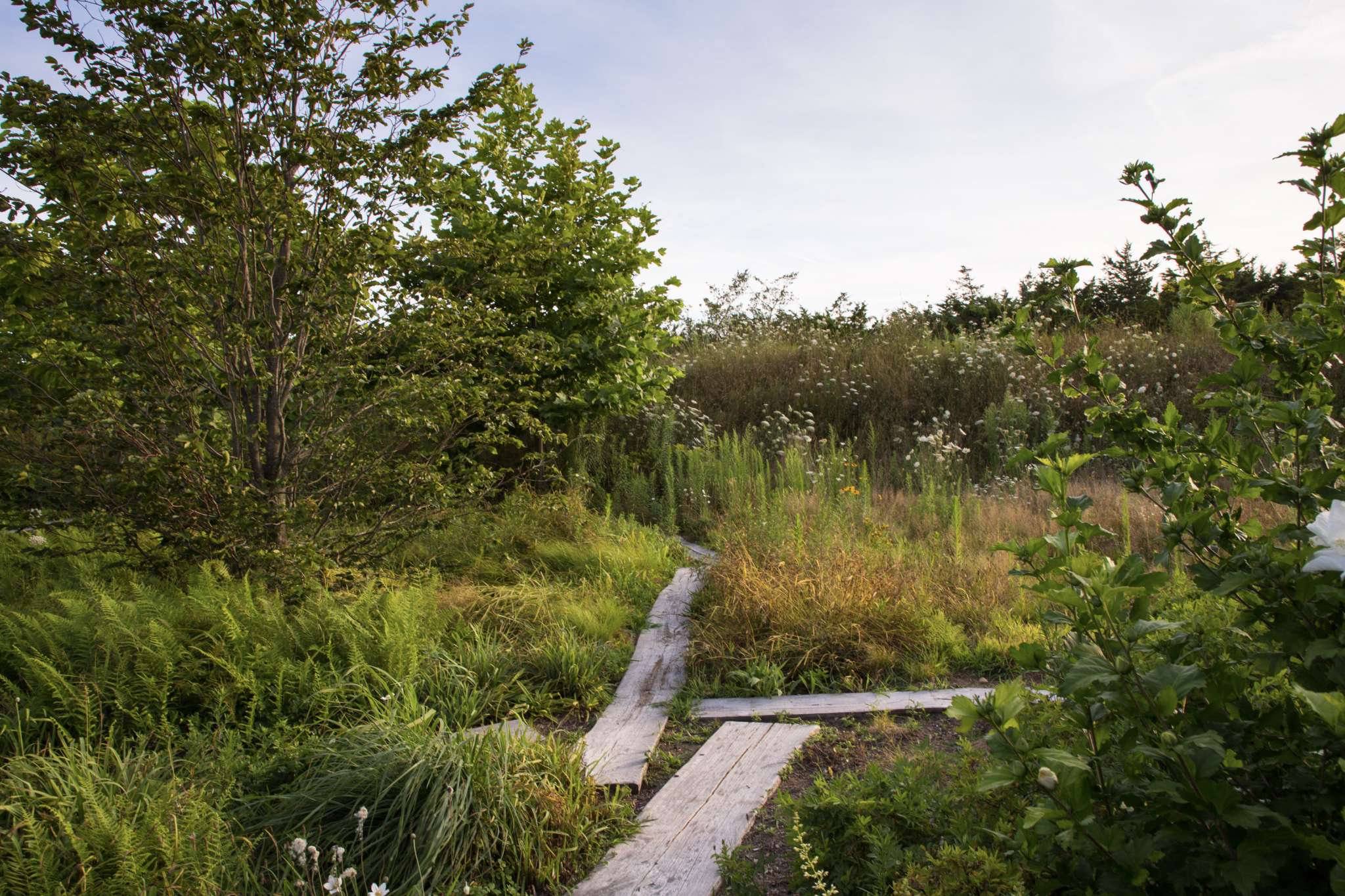 Image of meadow with reclaimed timber plank walkways through wildflowers.