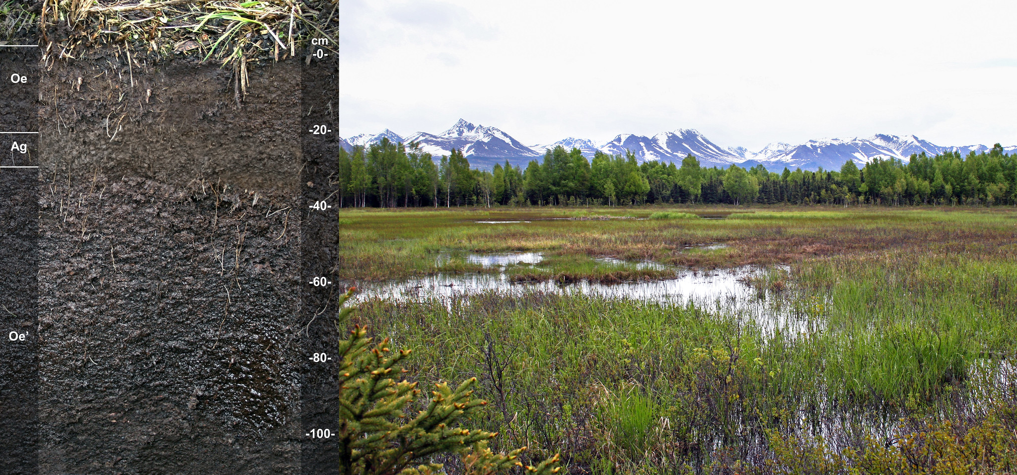 Split image, on the left is a image of a cut section showing the soil profile and on the right is the image of a wetland where to soil was extracted from.