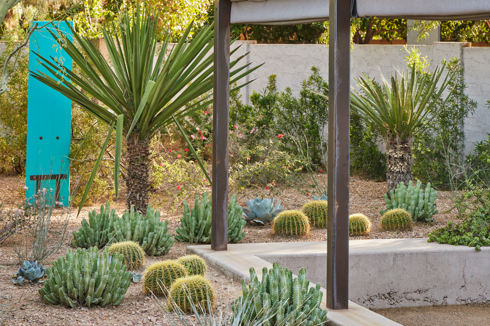 TRUEFORM Landscape Architects include native desert plants near repurposed pool dive board painted in vibrant teal blue.