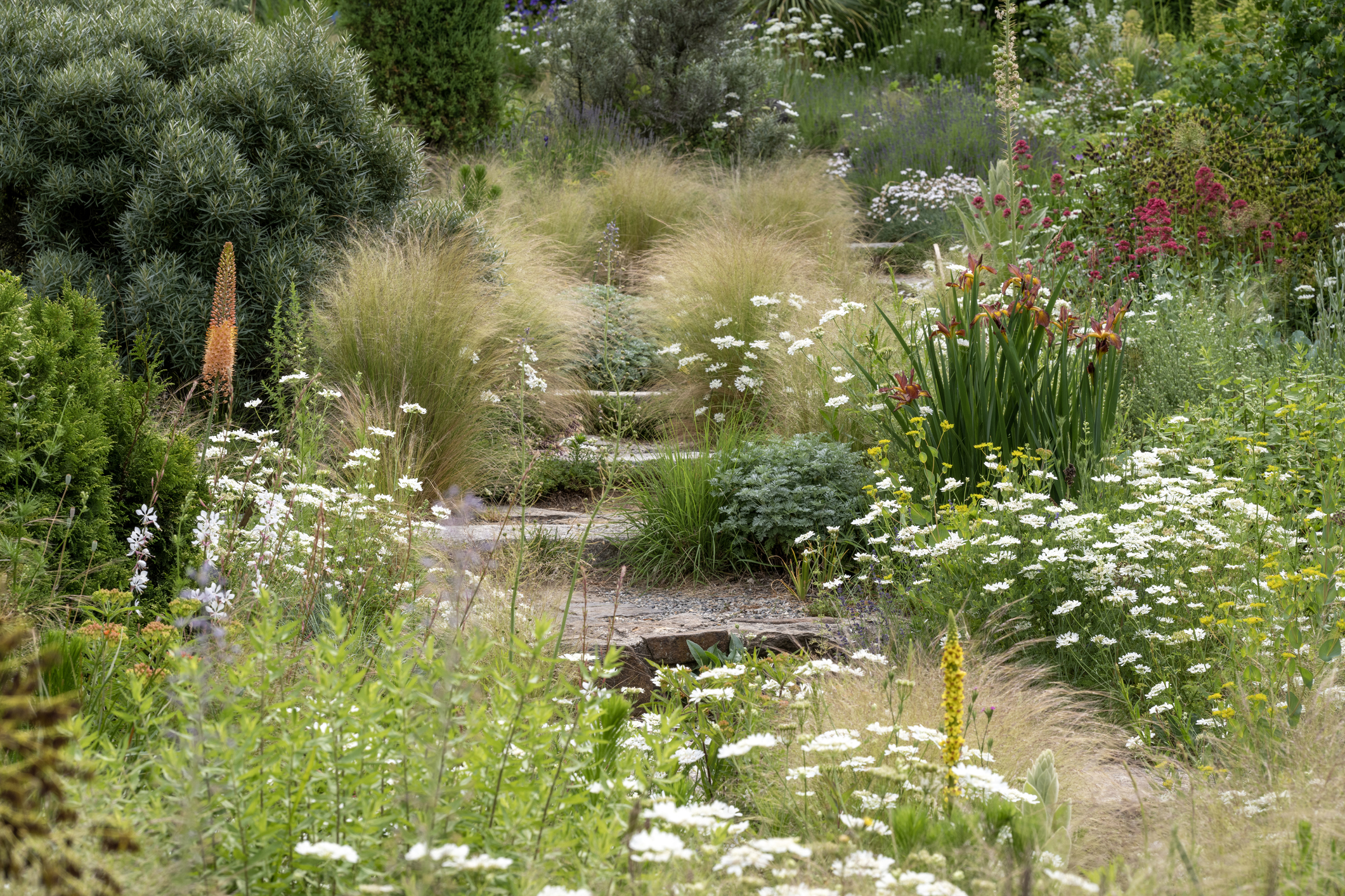 wild plantings with gravel path creating a low maintenance landscape