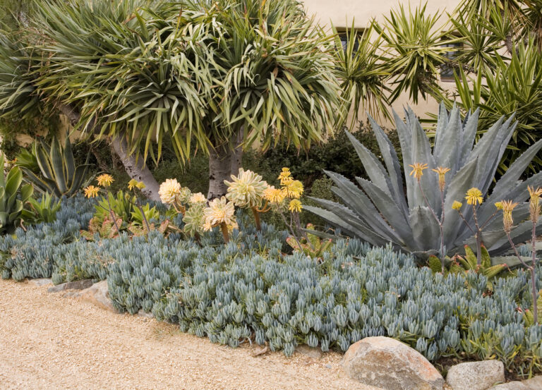 Succulents and Palm in a low maintenance landscape with gravel path