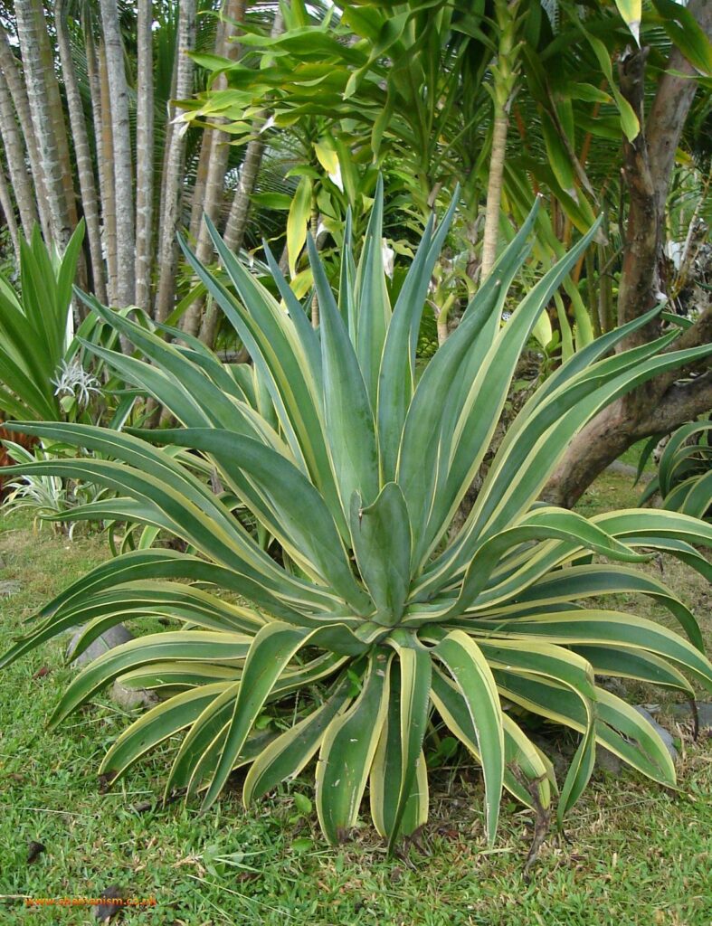 Smooth Agave 'Variegated' (Desmettiana agave)