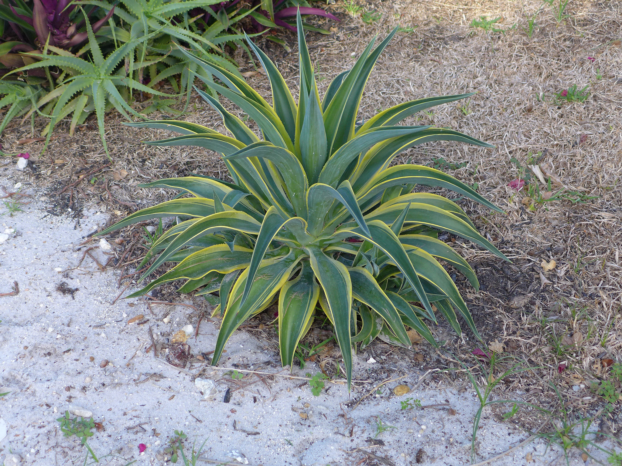 Variegated Smooth Agave (Desmettiana agave)