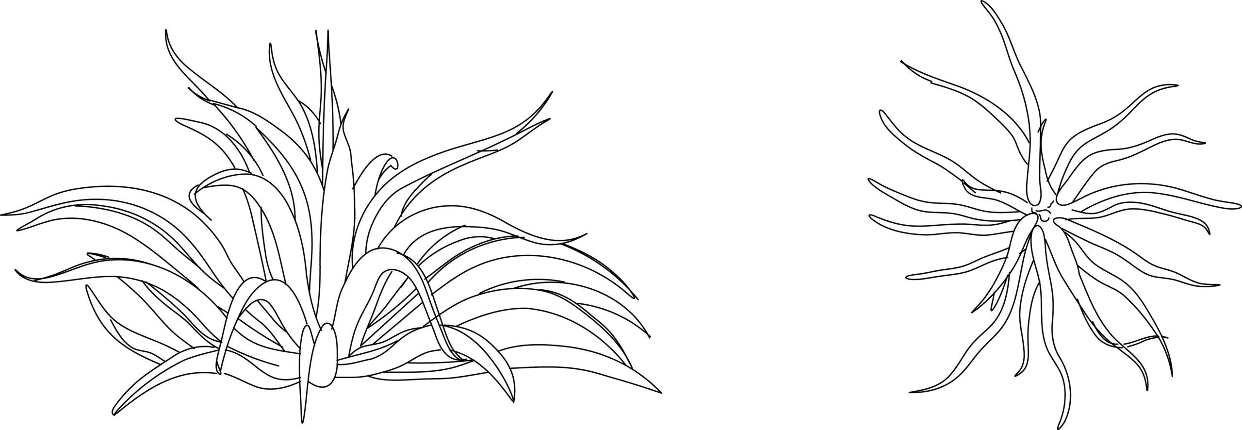 Smooth Agave (Desmettiana agave)