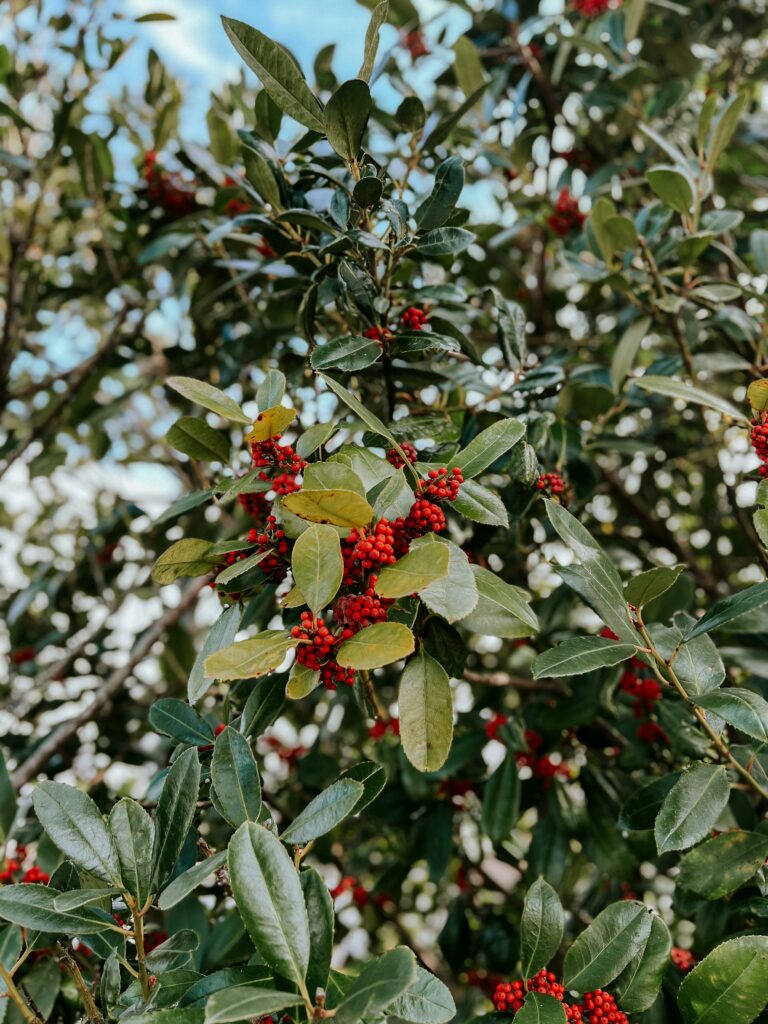 american holly plant with red berries