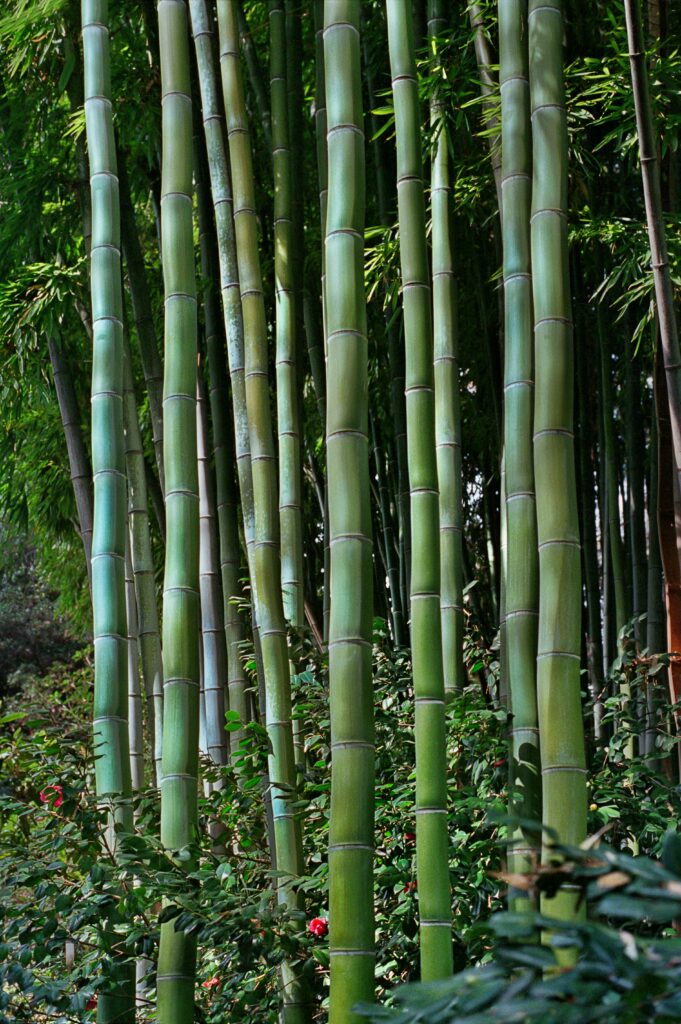 bamboo privacy hedge