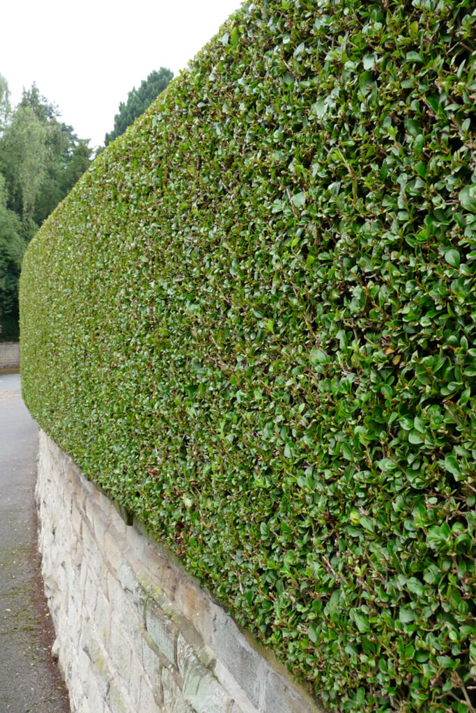 privet hedge